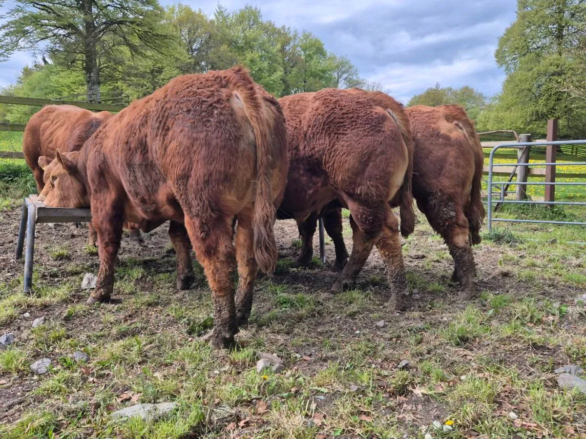 Limousin bulls - Image 4