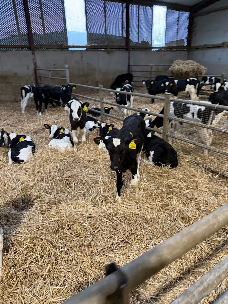 Holstein Friesian heifers - Image 1