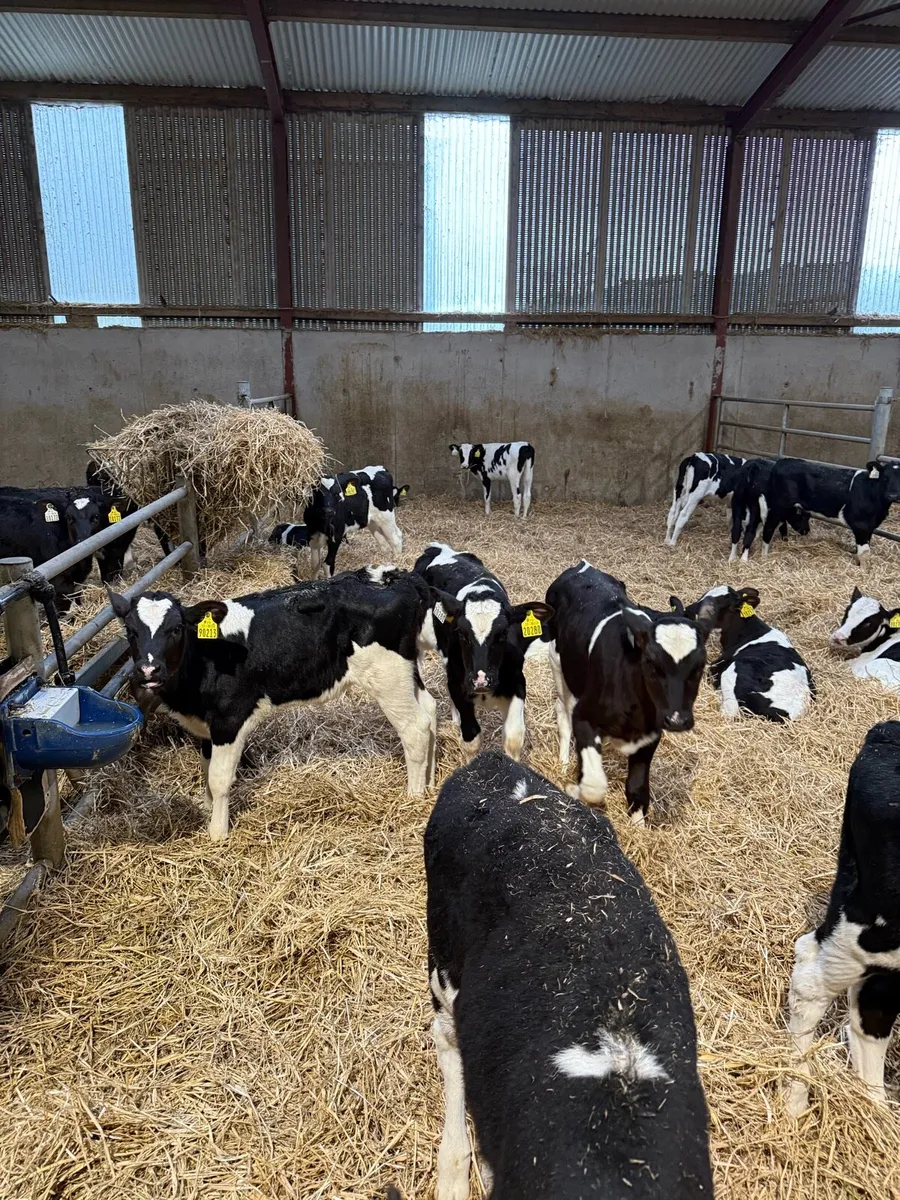 Holstein Friesian heifers - Image 2
