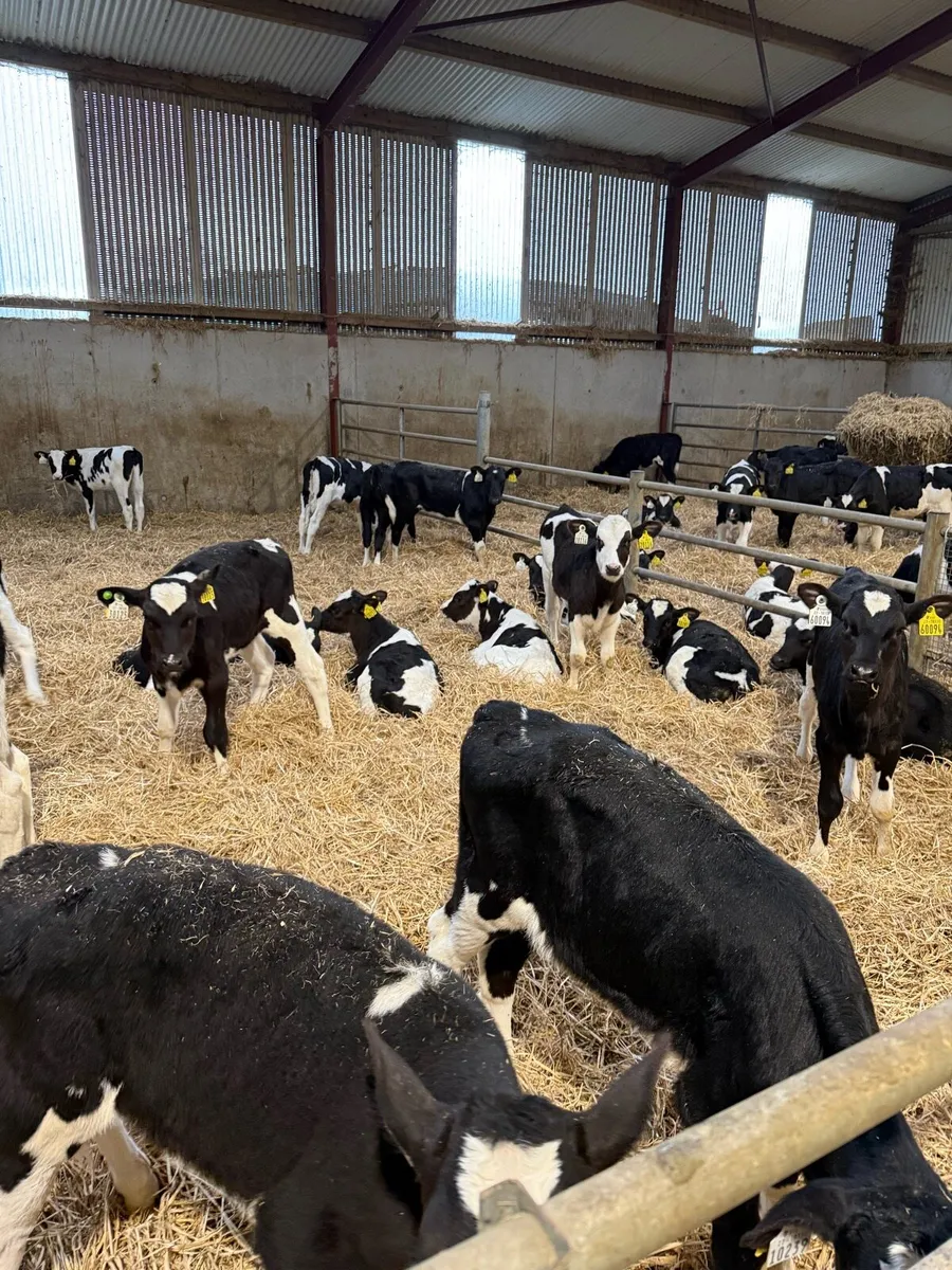 Holstein Friesian heifers - Image 3