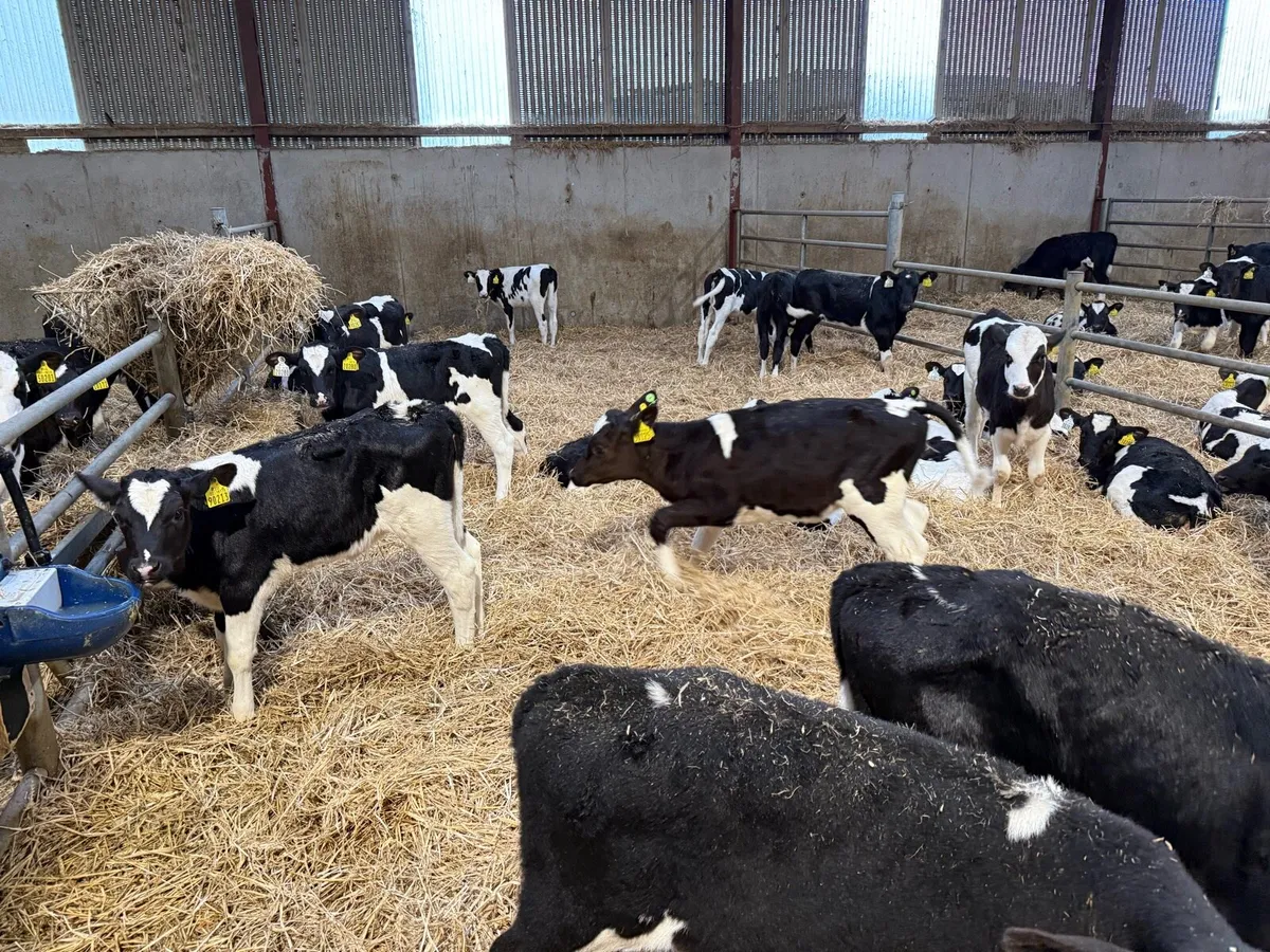 Holstein Friesian heifers - Image 4