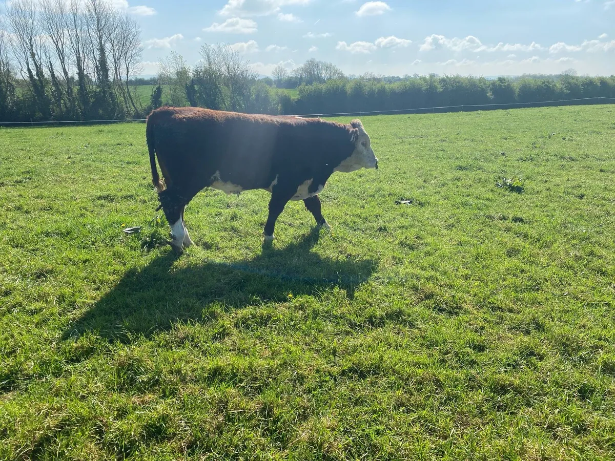 Herefords - Image 4
