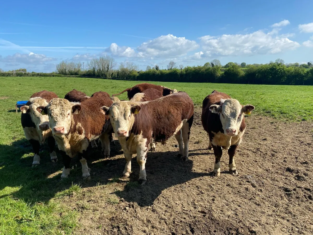 Herefords - Image 2