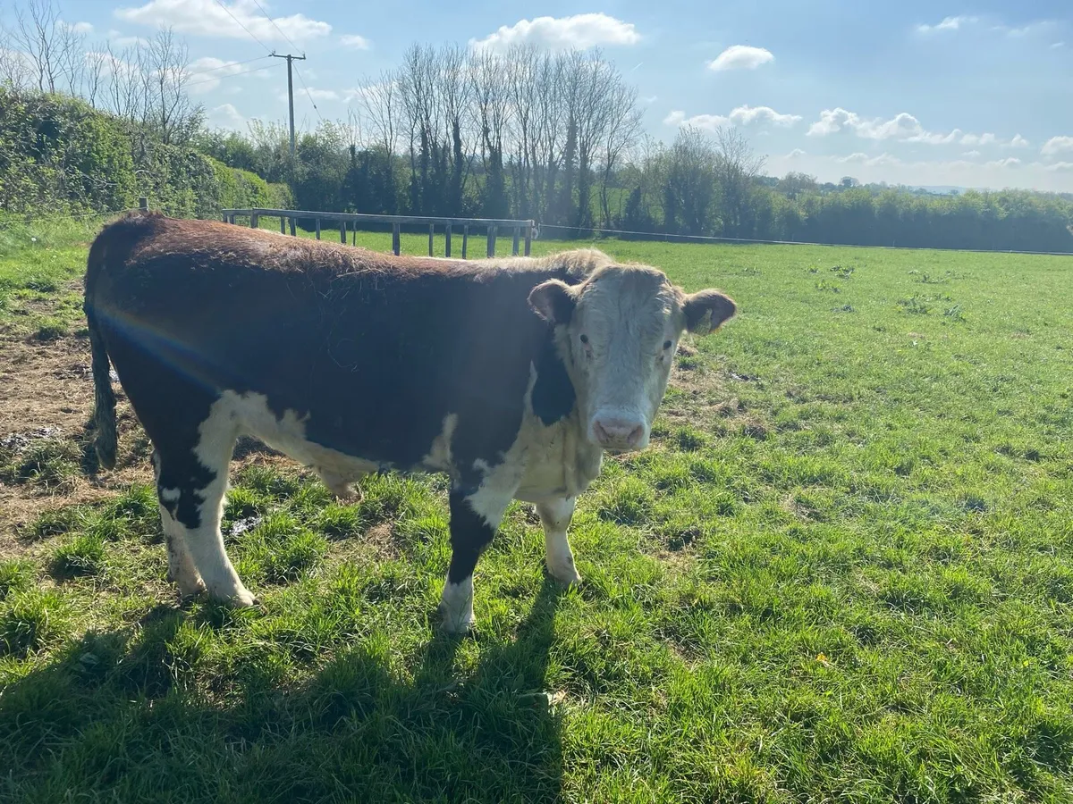 Herefords - Image 3