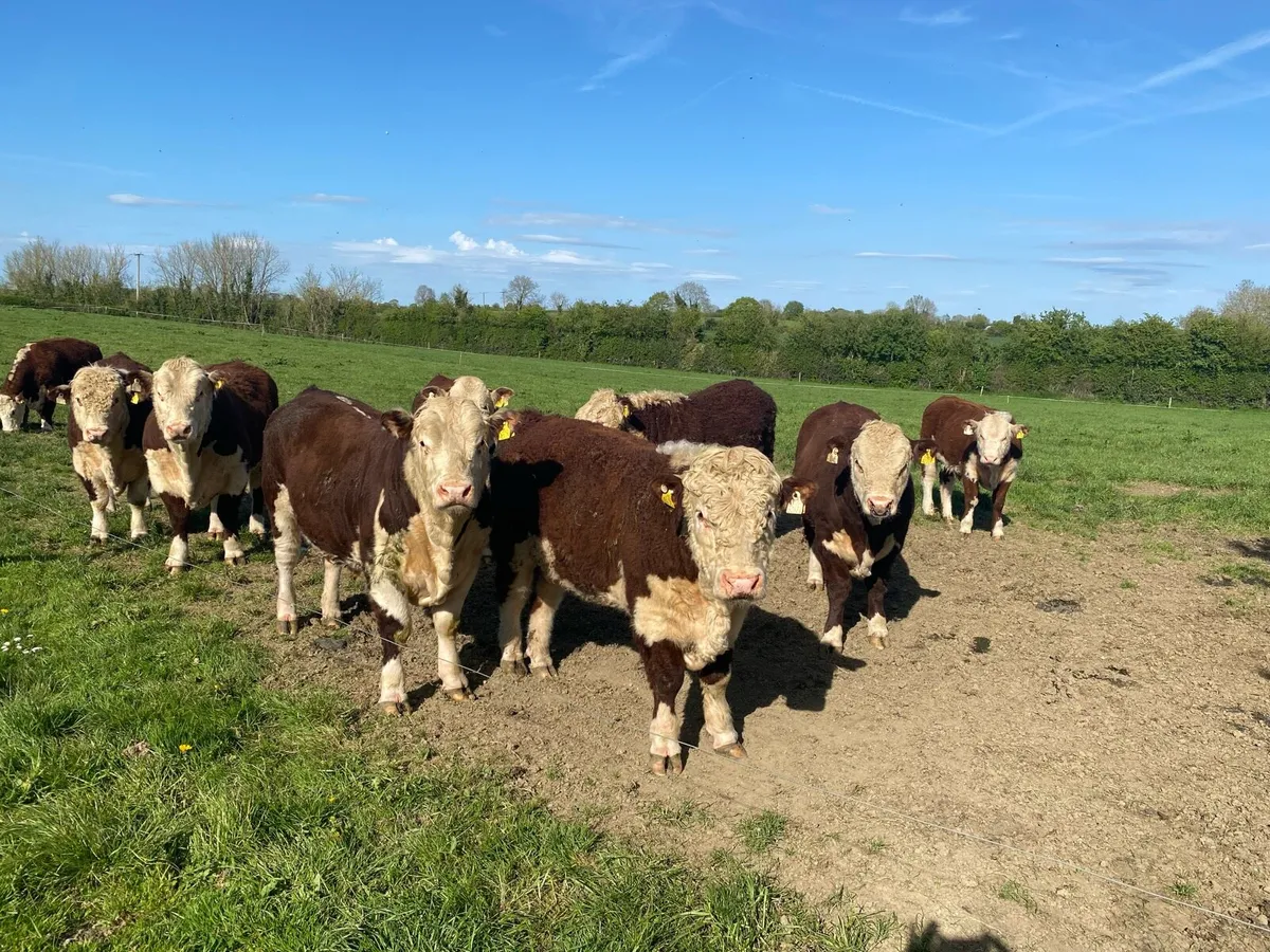Herefords - Image 2