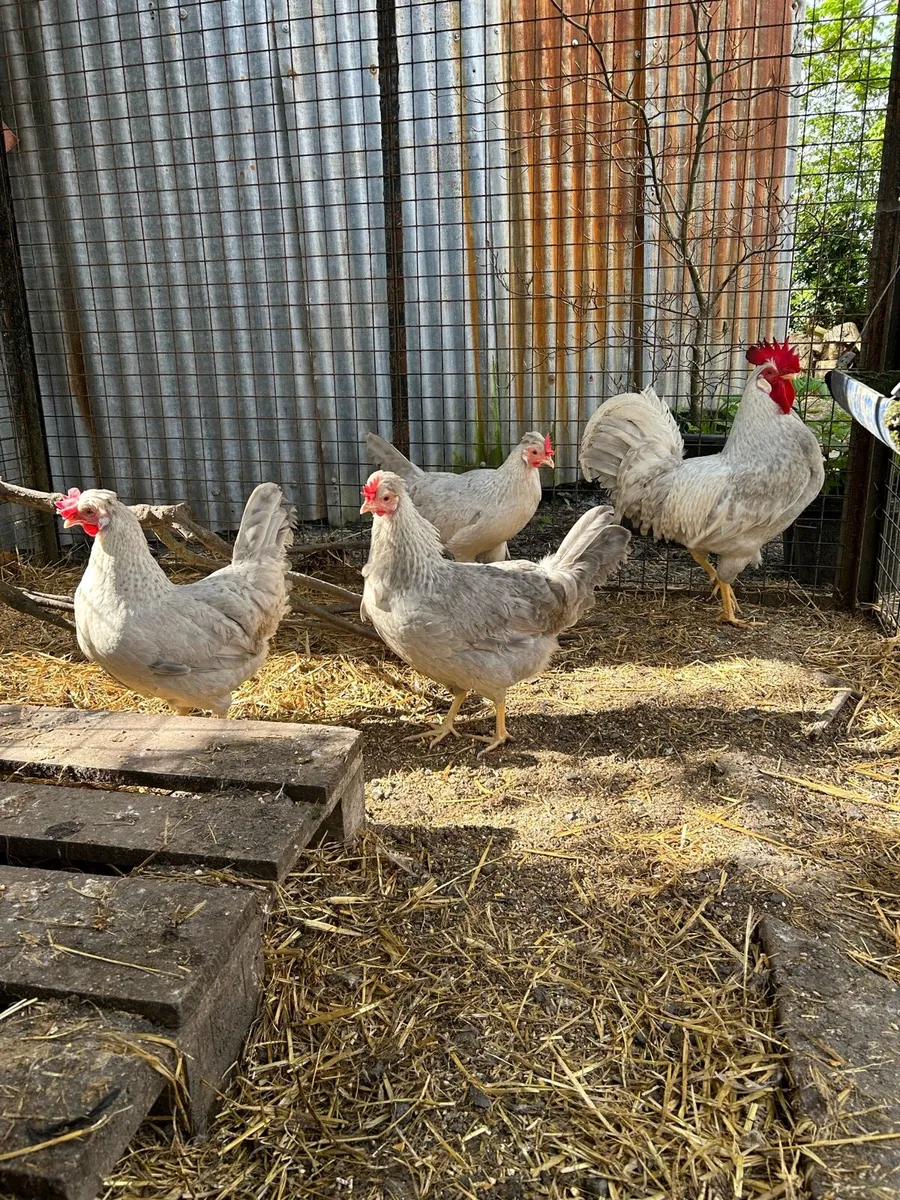 Pure bred Hatching eggs and chicks - Image 1