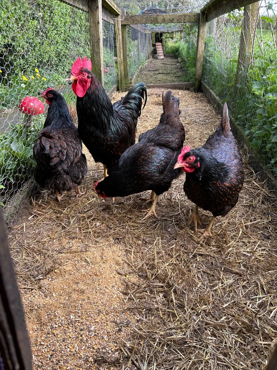 Pure bred Hatching eggs and chicks - Image 2