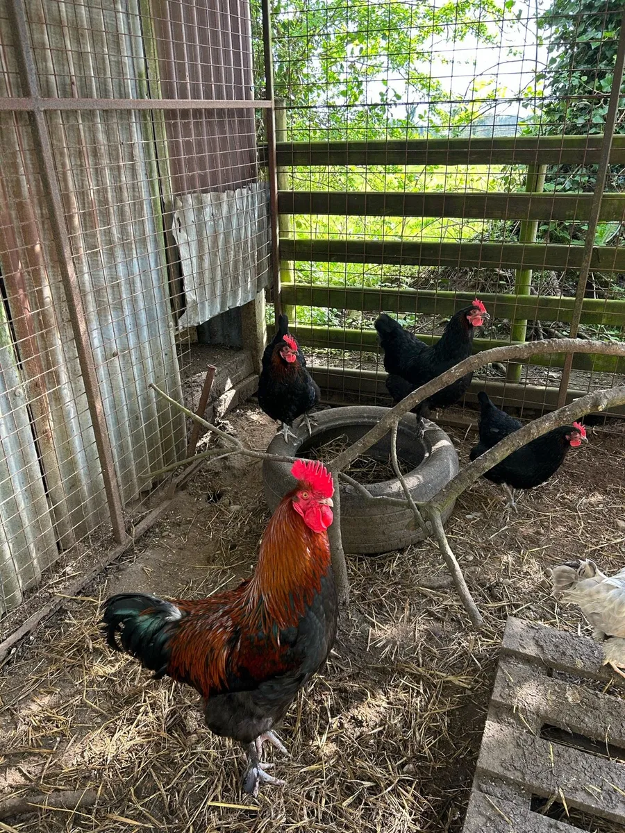 Pure bred Hatching eggs and chicks - Image 3