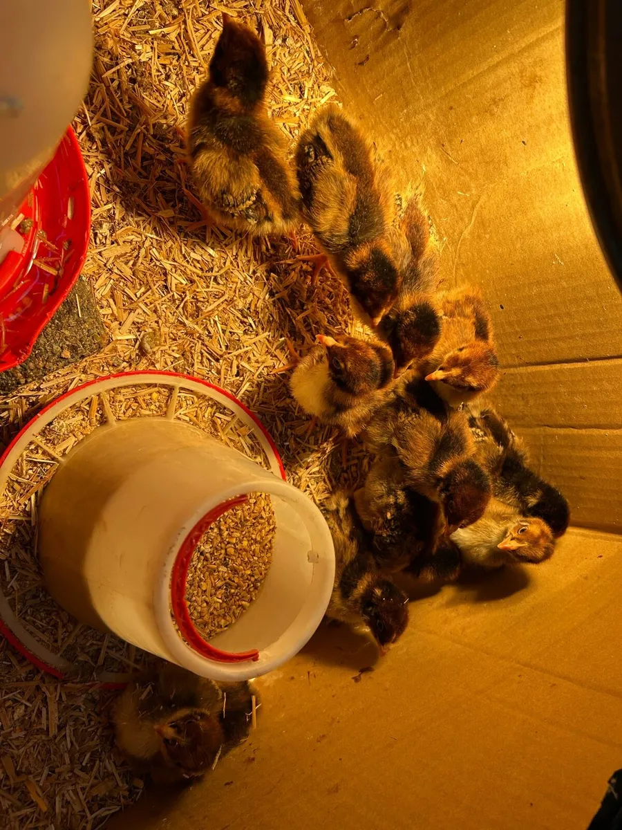 Pure bred Hatching eggs and chicks - Image 4