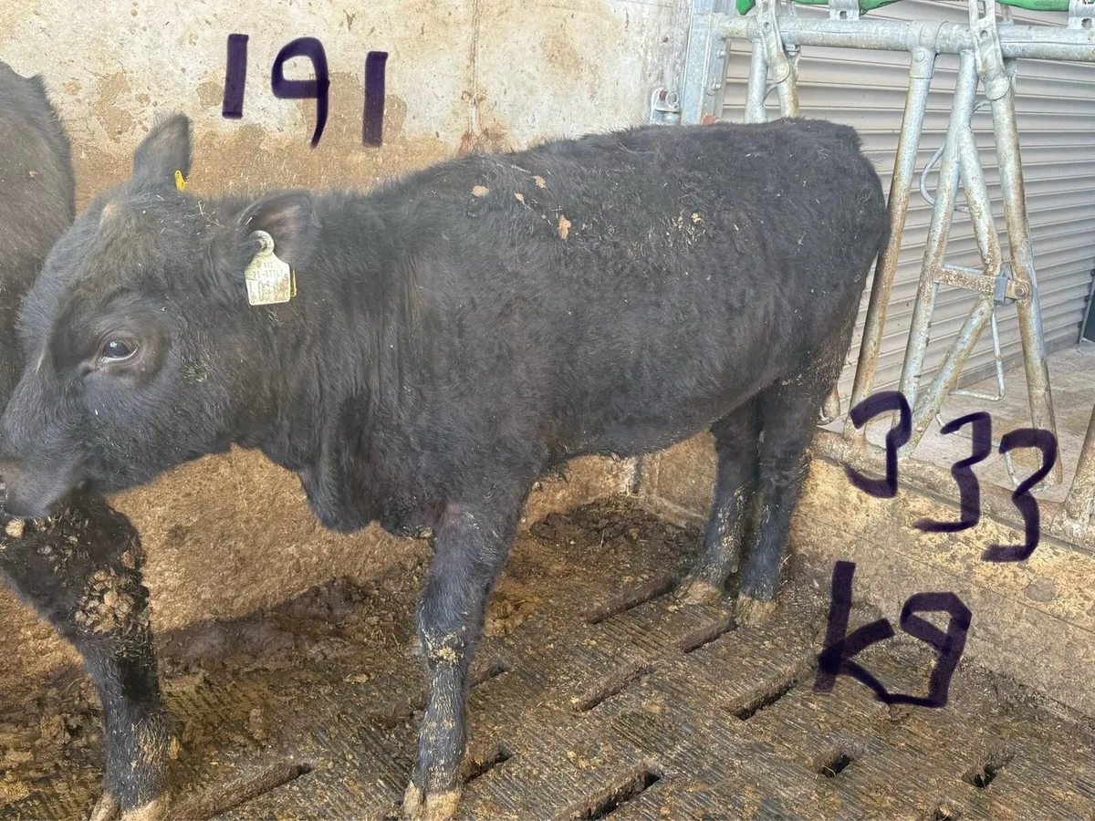 PBR Angus Heifers - Image 1