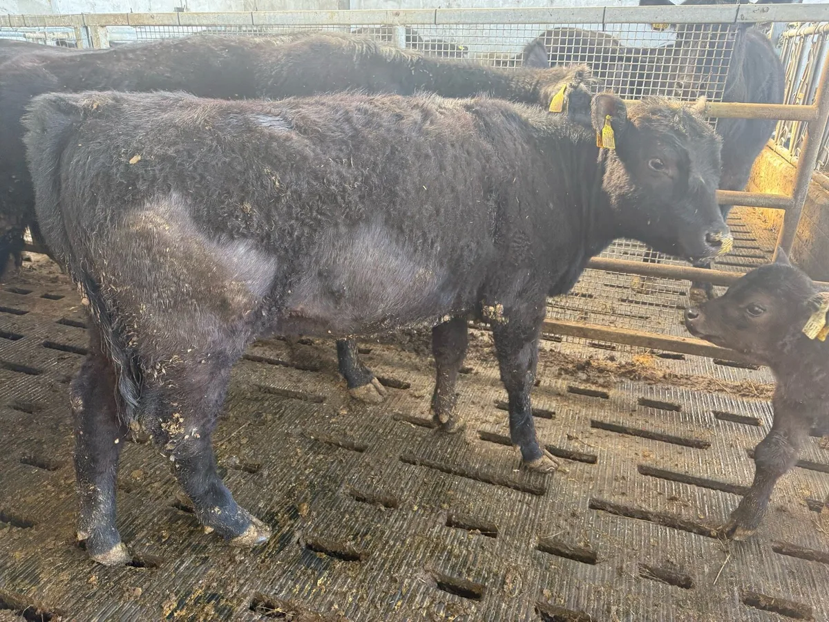 PBR Angus Heifers - Image 2