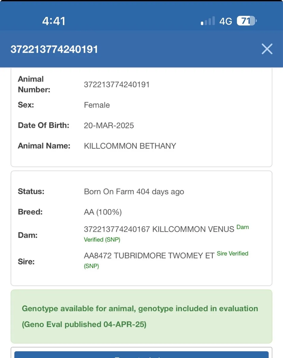 PBR Angus Heifers - Image 3