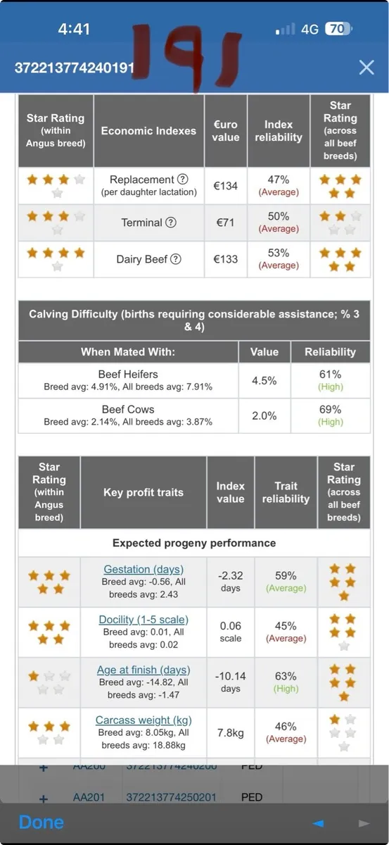 PBR Angus Heifers - Image 4