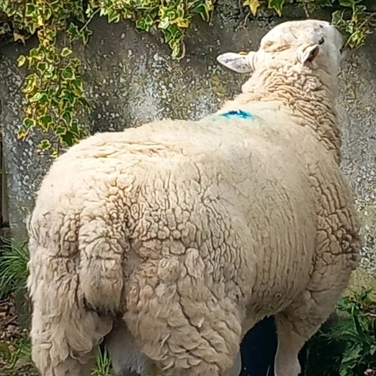 Pure bred Lleyn ram - Image 1