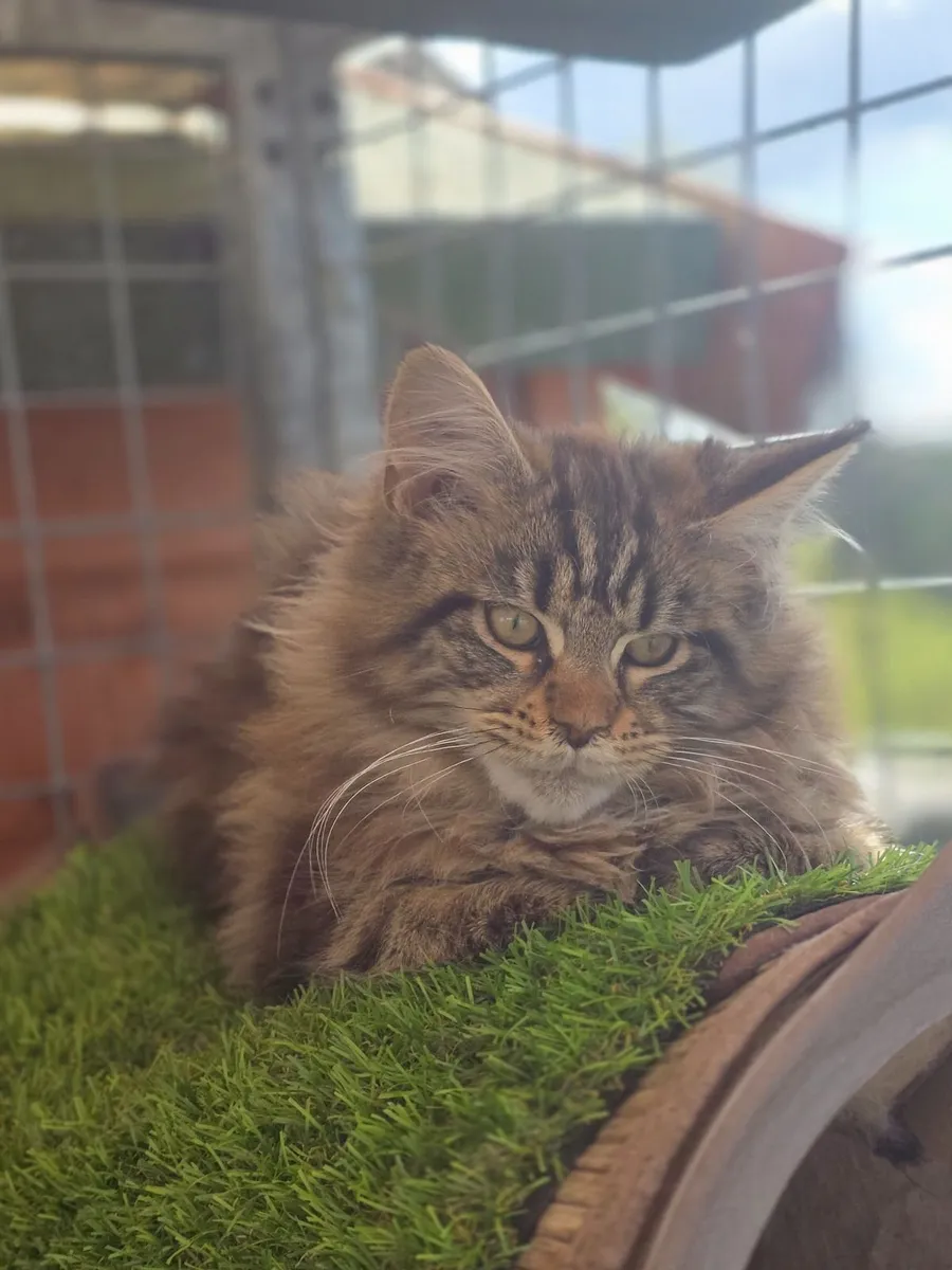 Maine Coon - Image 4