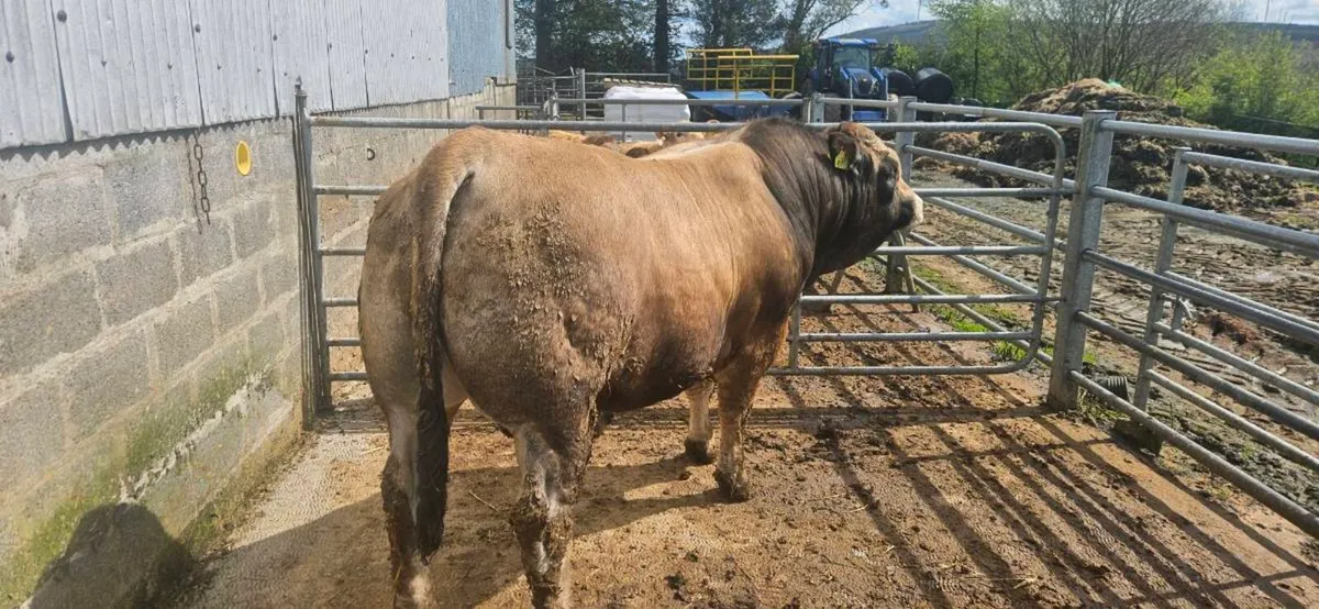 Bulls - Image 1