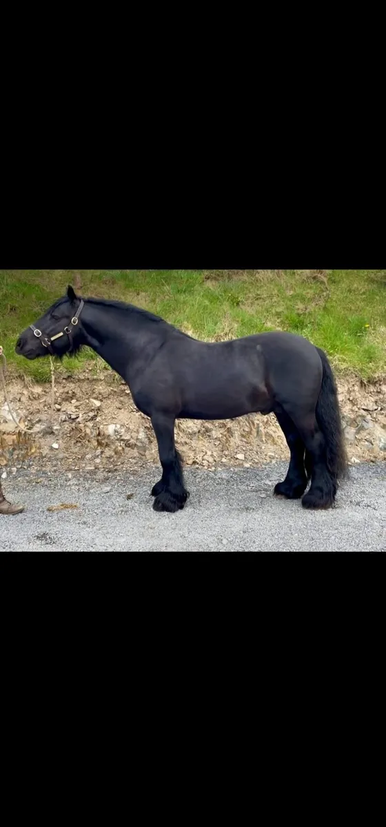 Dales Stallion for stud Cob breeding - Image 1