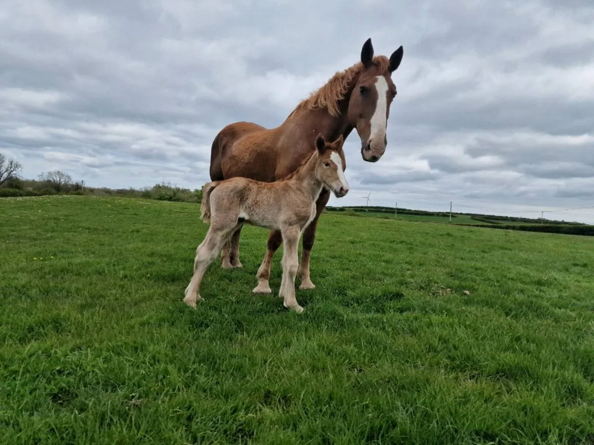 Dales Stallion for stud Cob breeding - Image 2