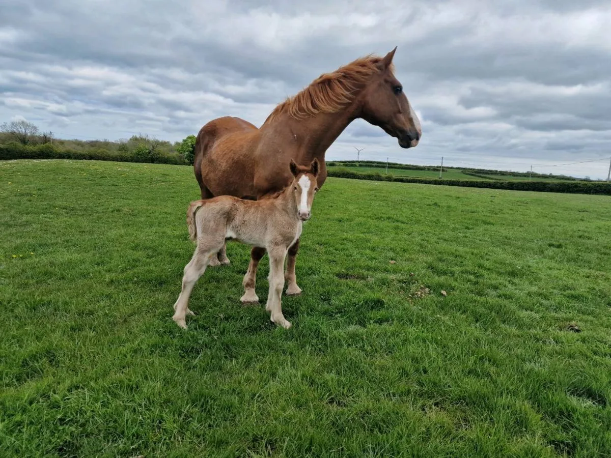 Dales Stallion for stud Cob breeding - Image 3