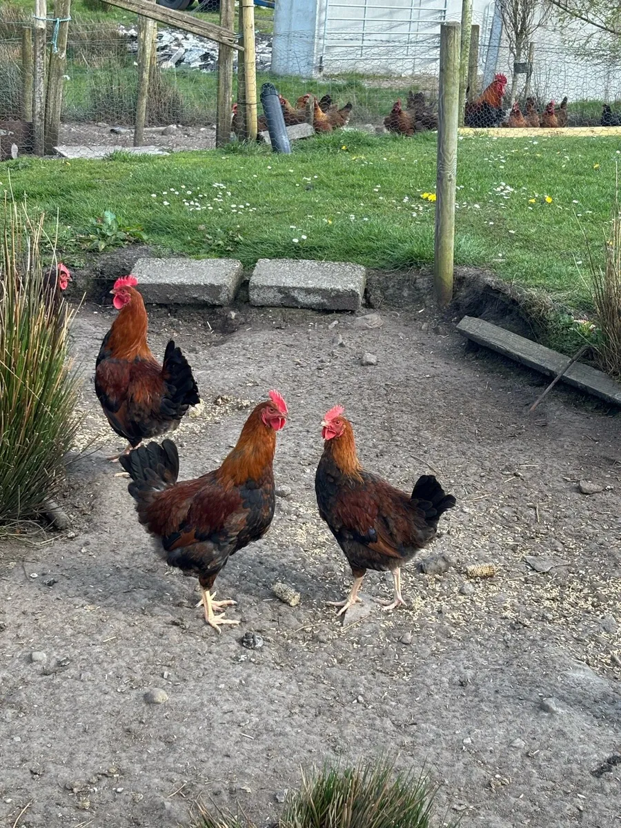 Welsummer cocks - Image 2