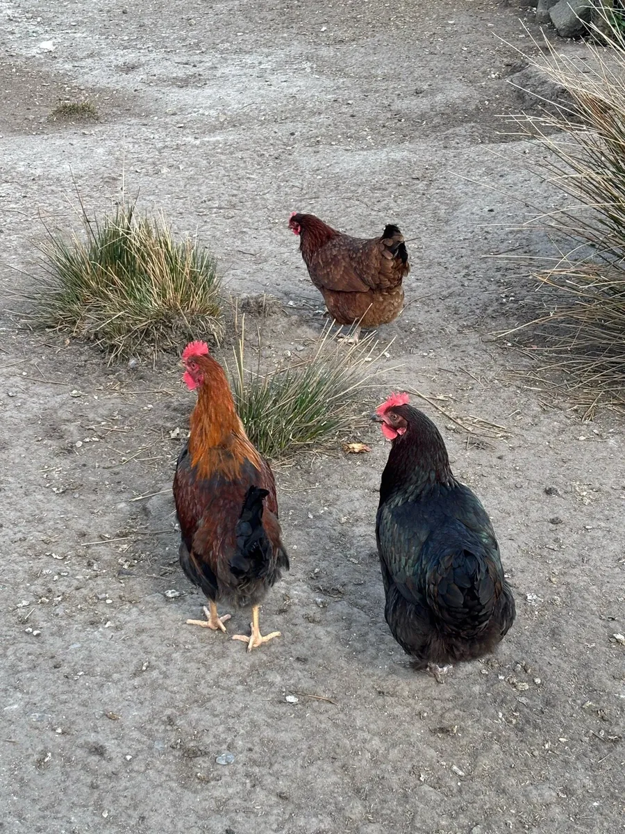 Welsummer cocks - Image 3