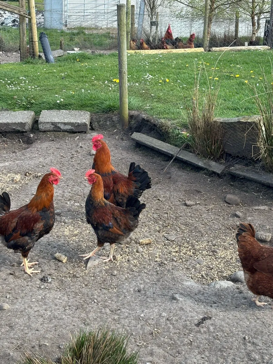 Welsummer cocks - Image 1