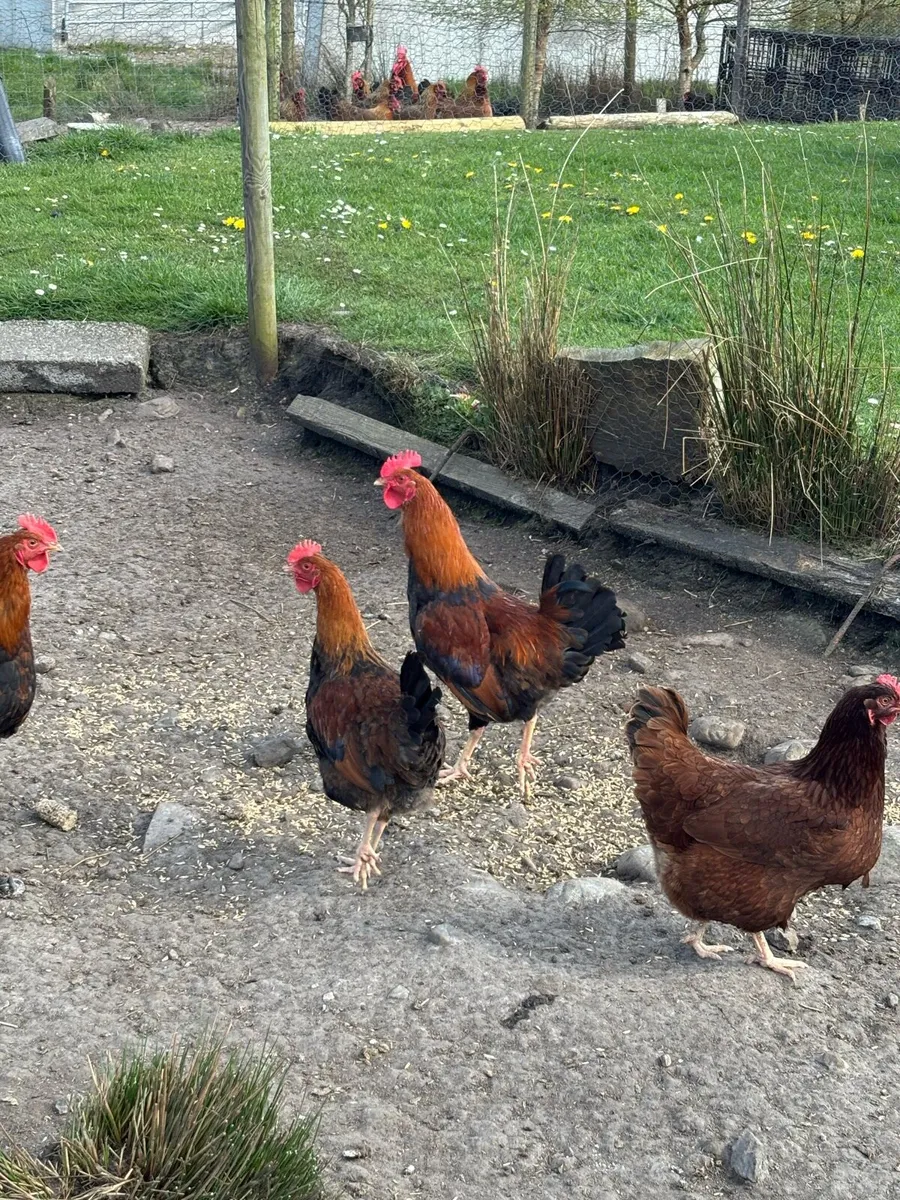 Welsummer cocks - Image 4