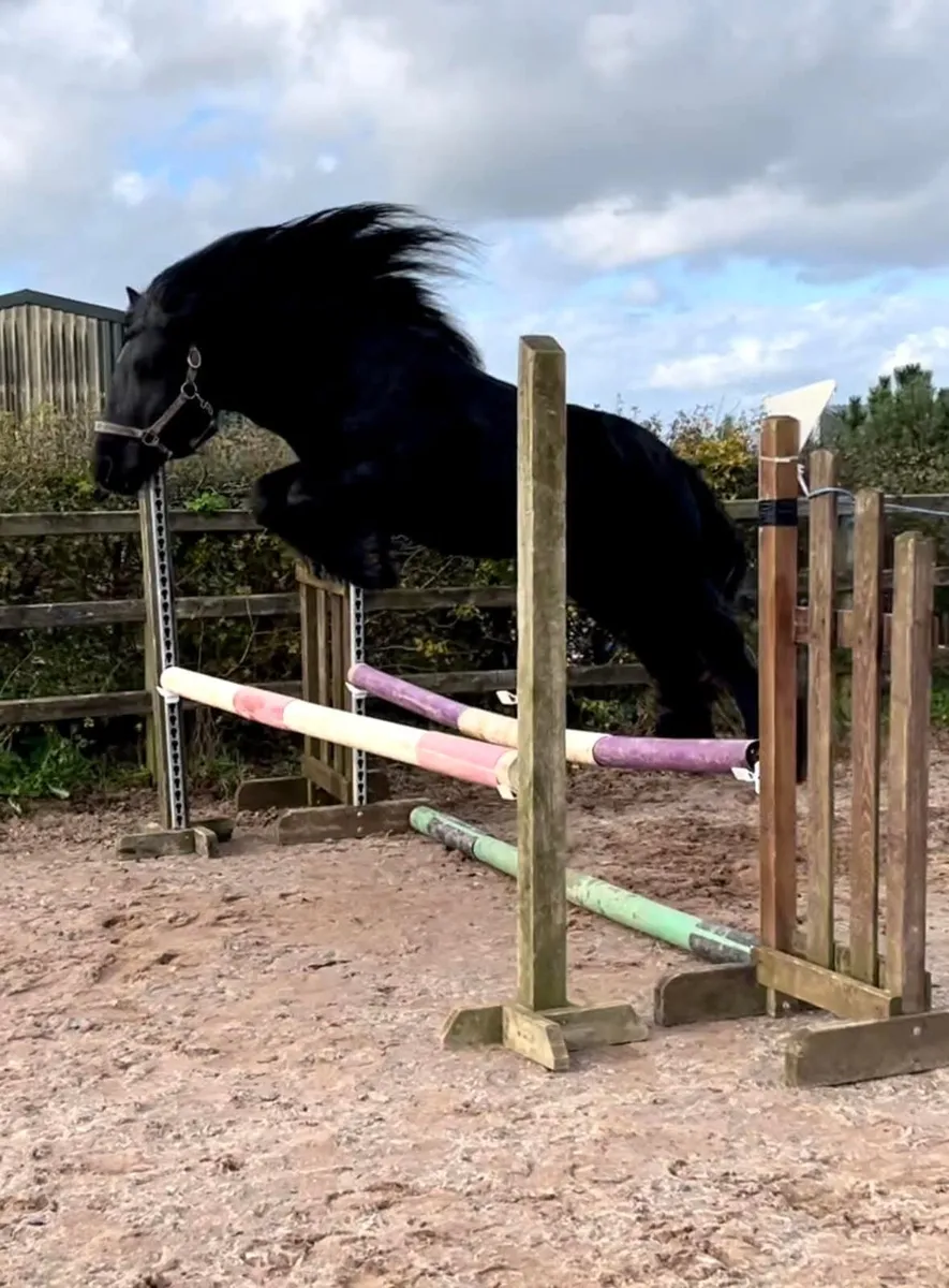 Dales Stallion for stud Cob breeding - Image 4