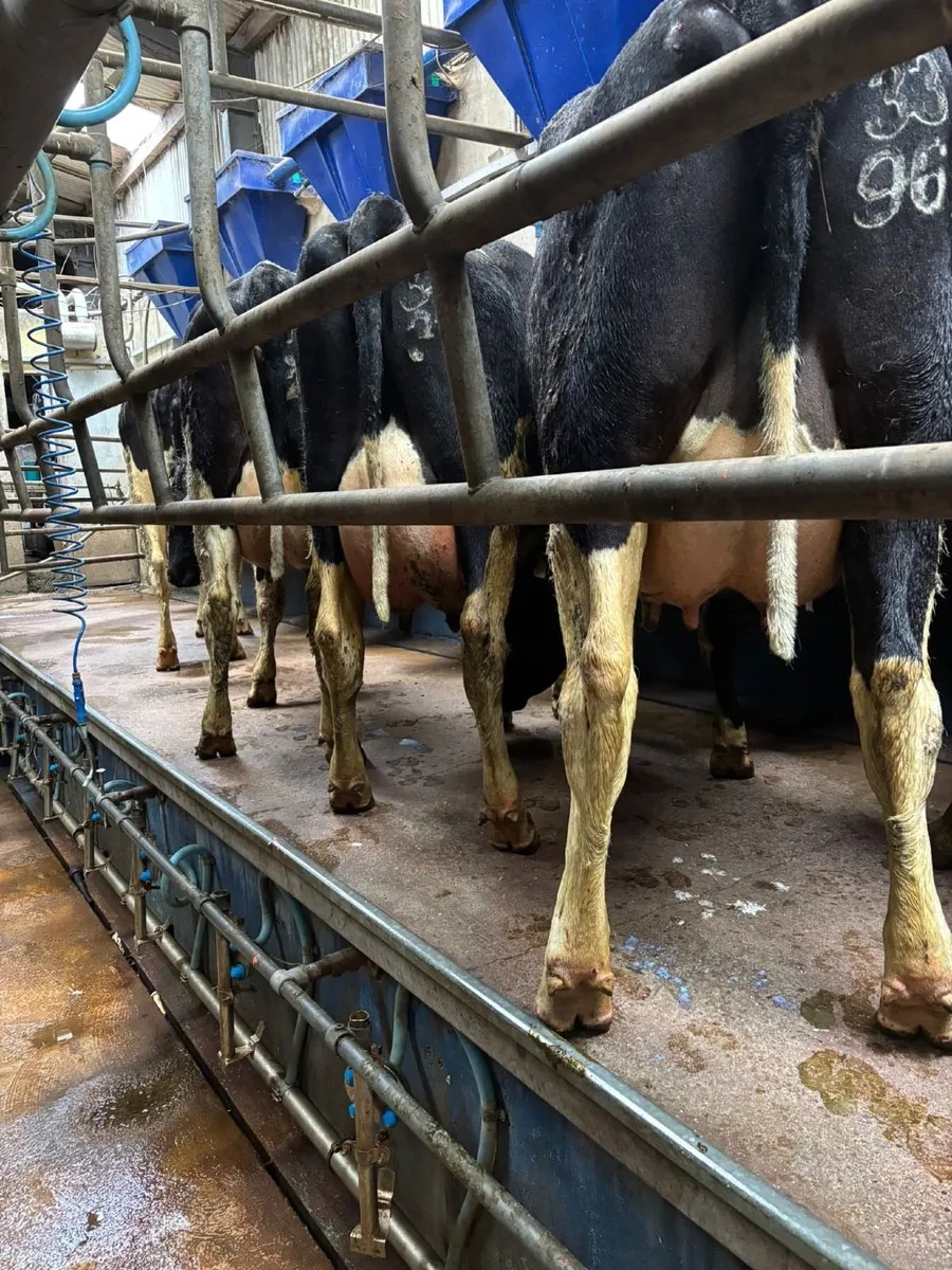 DAIRY & MAIDEN HFRS BANDON MART THUR 30TH APR - Image 2