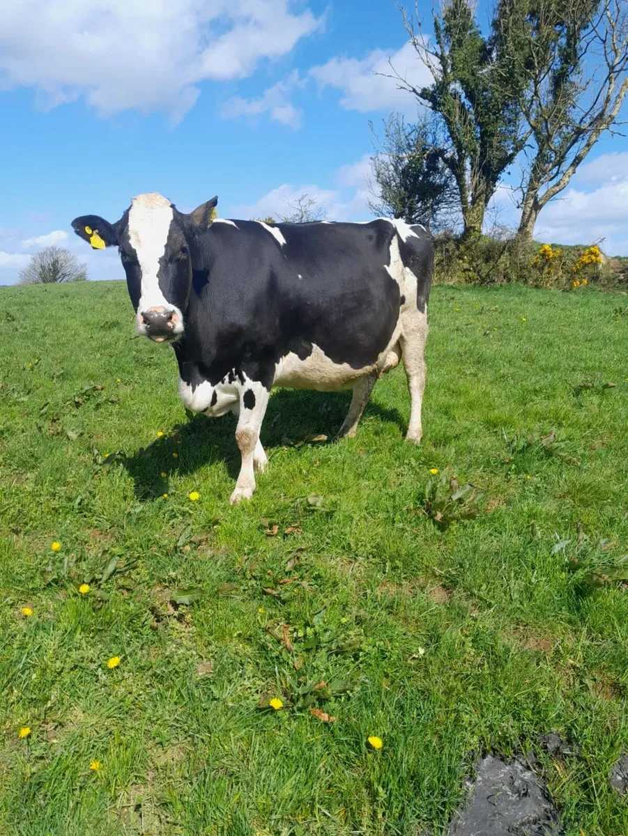 DAIRY & MAIDEN HFRS BANDON MART THUR 30TH APR - Image 3