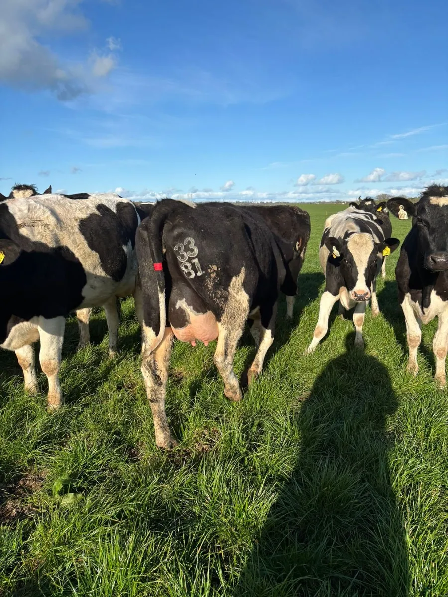 DAIRY & MAIDEN HFRS BANDON MART THUR 30TH APR - Image 1