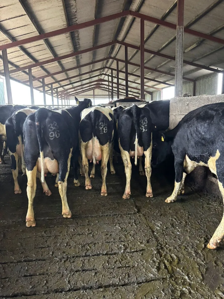 DAIRY & MAIDEN HFRS BANDON MART THUR 30TH APR - Image 4