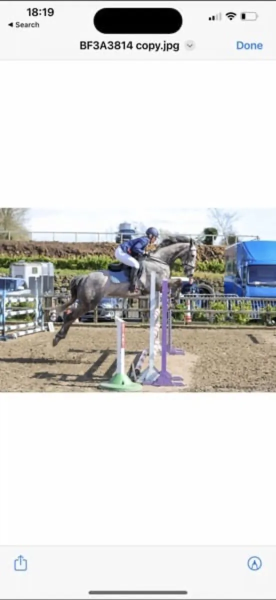 168 Showjumping gelding - Image 1