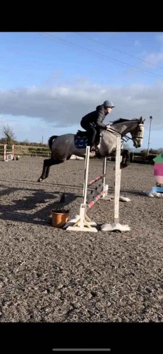168 Showjumping gelding - Image 3