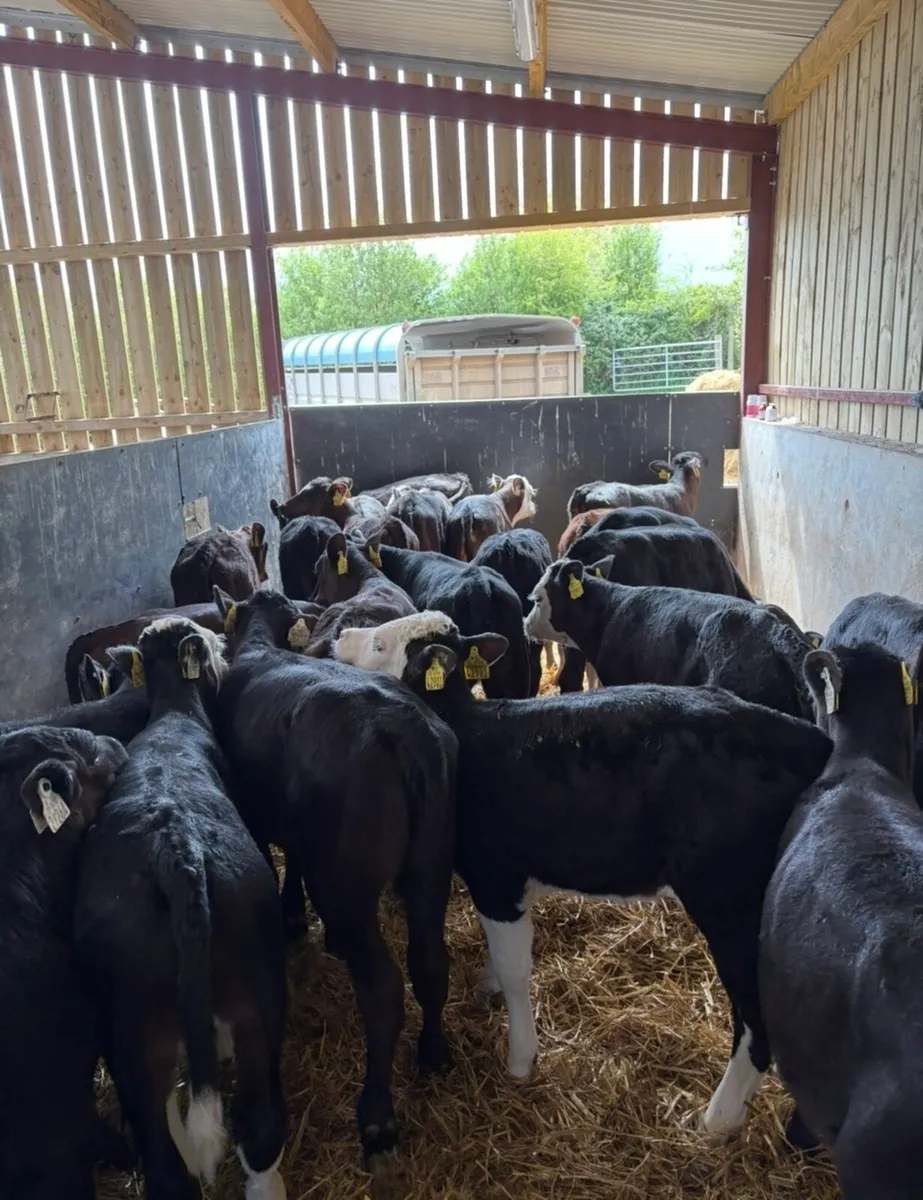 30 super 2 month old well reared calves - Image 1