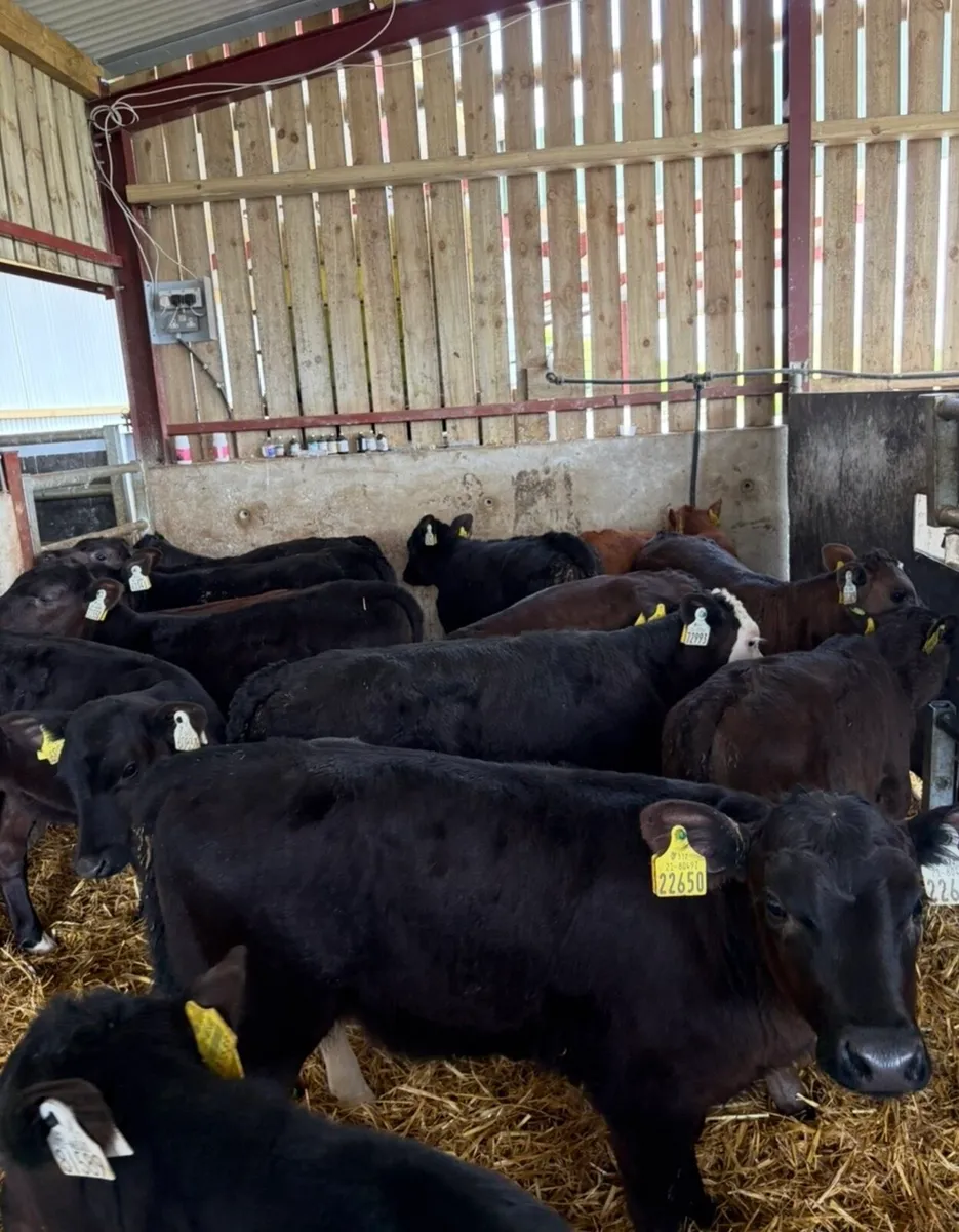 30 super 2 month old well reared calves - Image 3