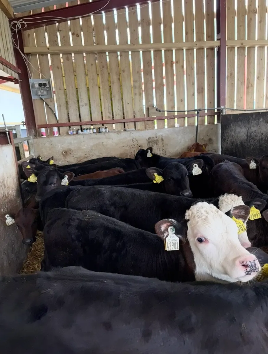 30 super 2 month old well reared calves - Image 4