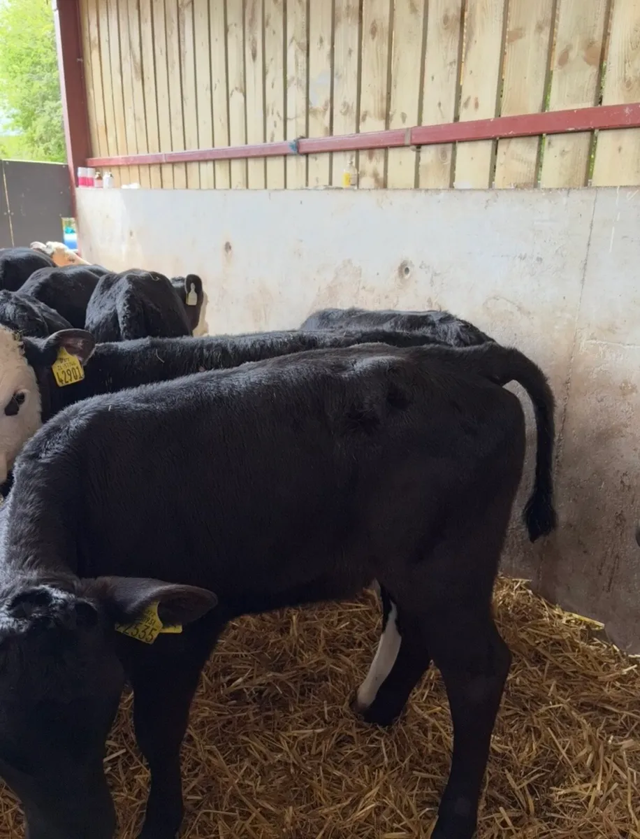 30 super 2 month old well reared calves - Image 2
