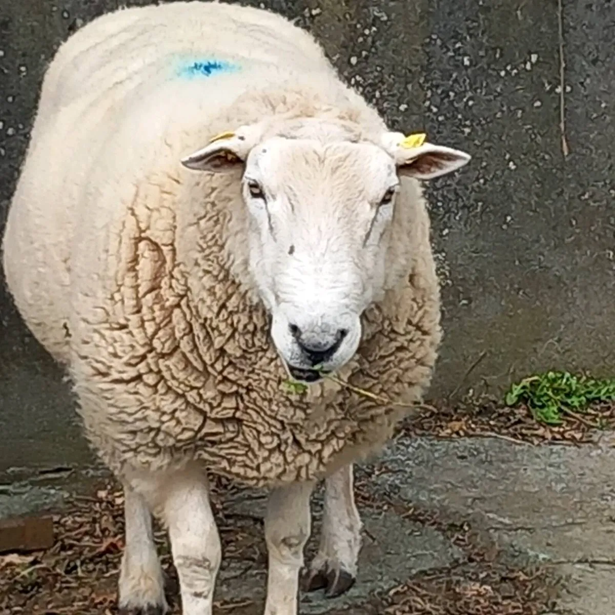 Pure bred Lleyn ram - Image 2