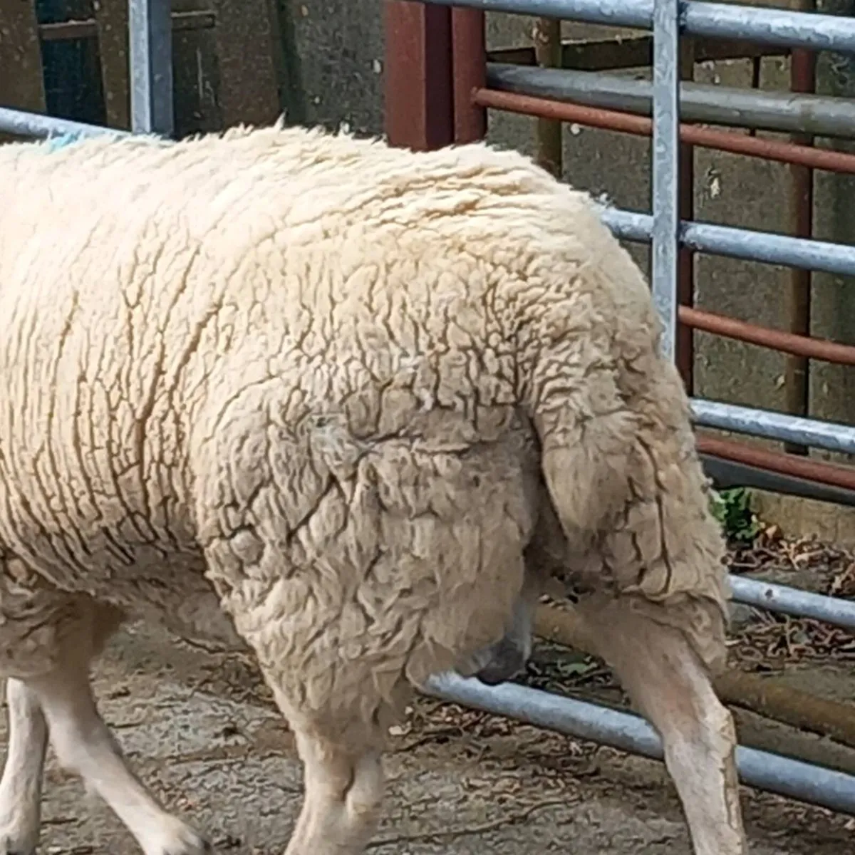 Pure bred Lleyn ram - Image 3