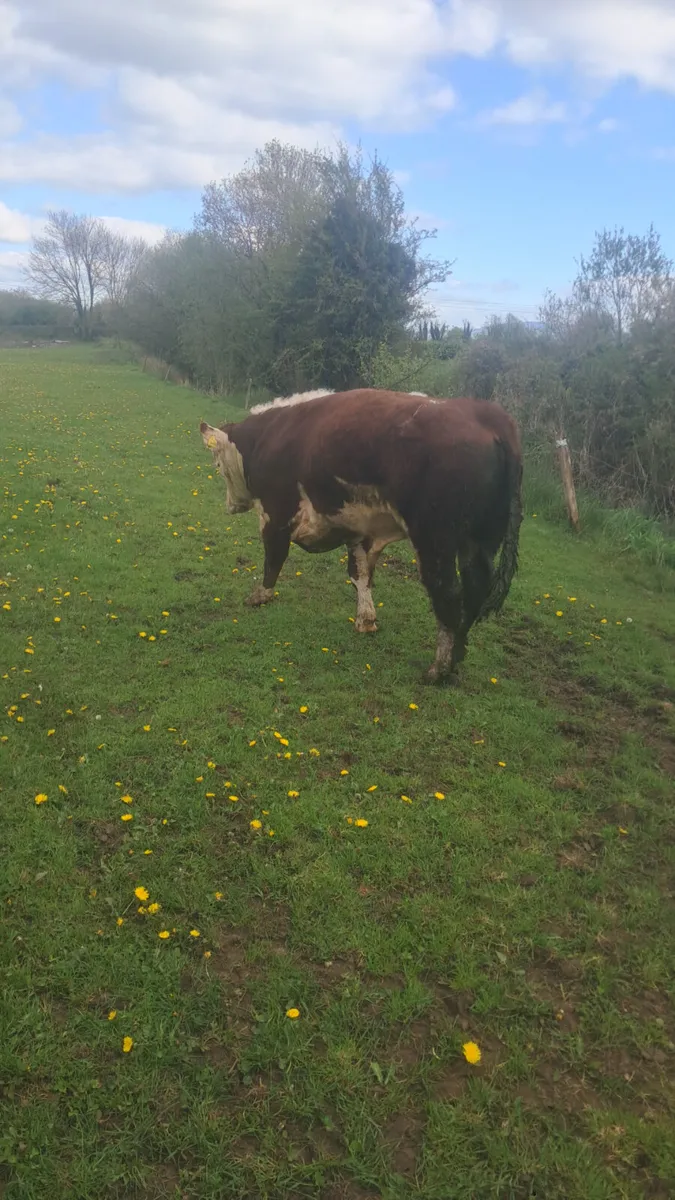 Purebred hereford bull - Image 3
