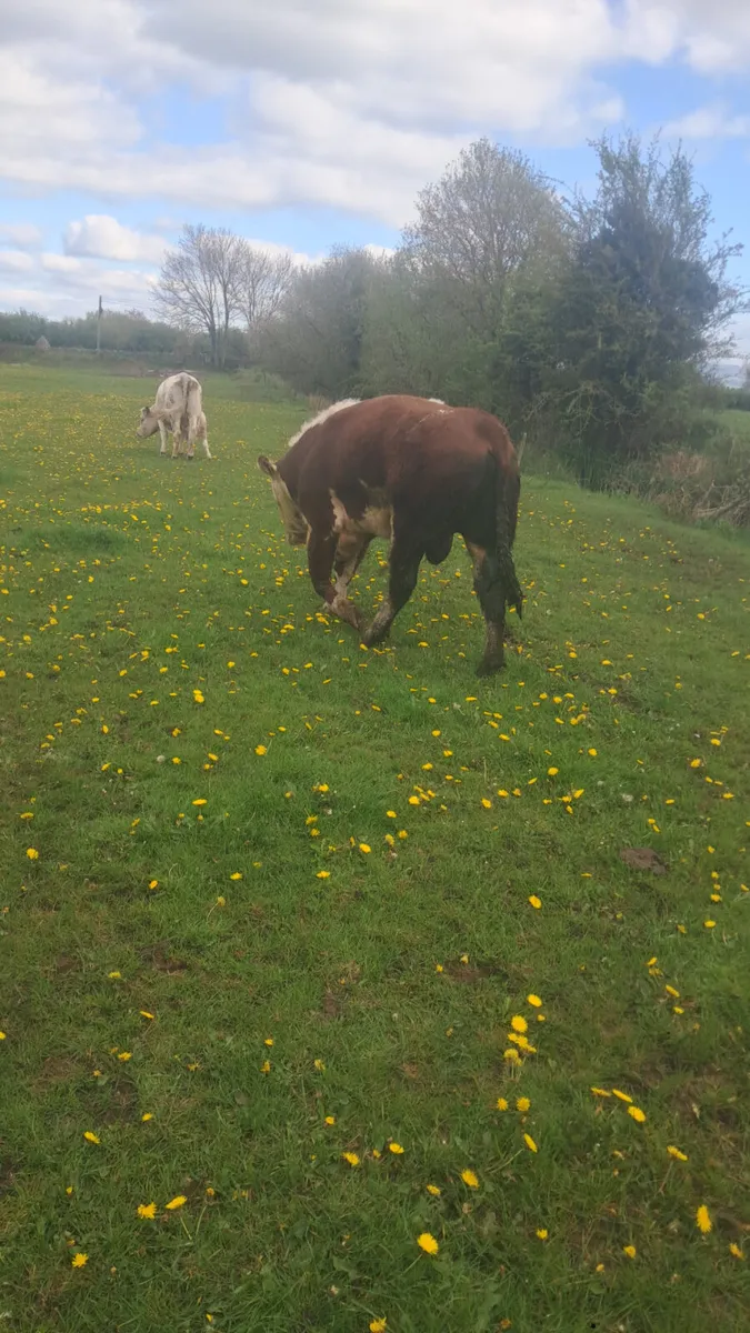 Purebred hereford bull - Image 2