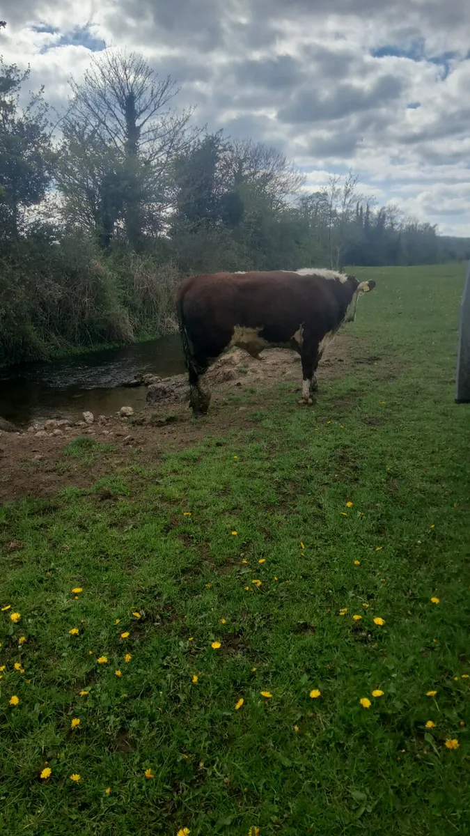 Purebred hereford bull - Image 4