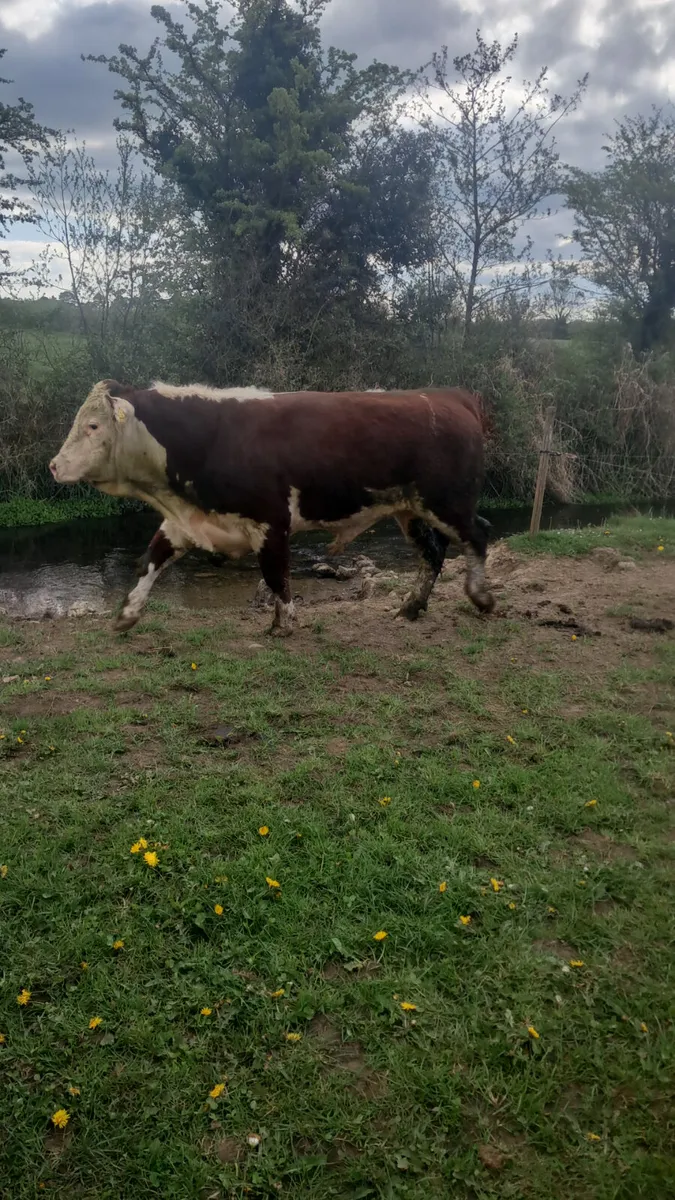 Purebred hereford bull - Image 1