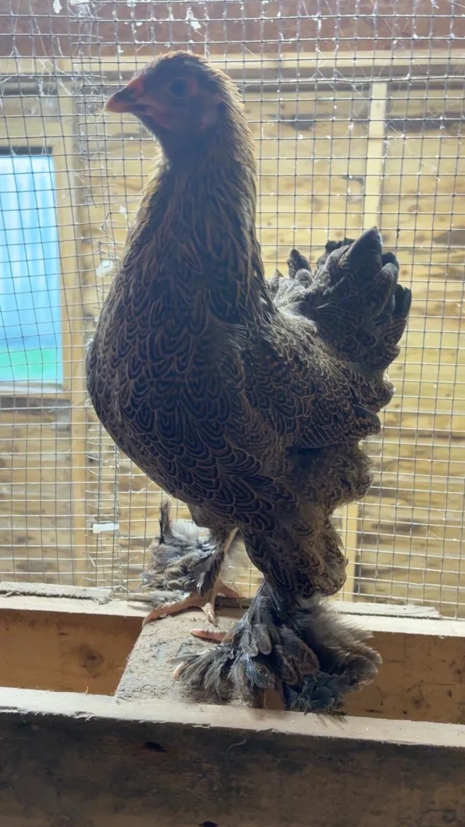 HATCHING EGGS Golden partridge bantam brahmas - Image 1