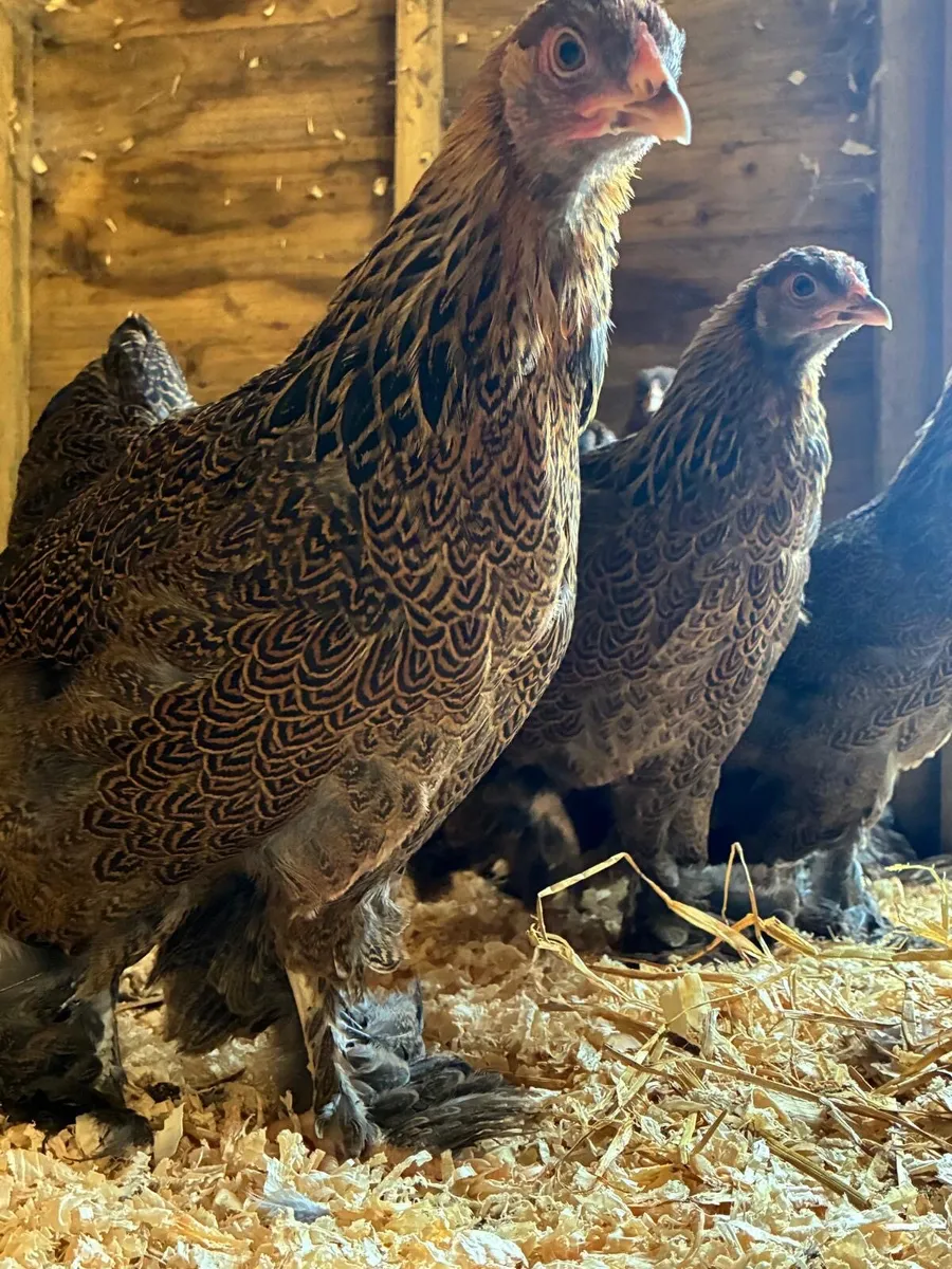 HATCHING EGGS Golden partridge bantam brahmas - Image 2