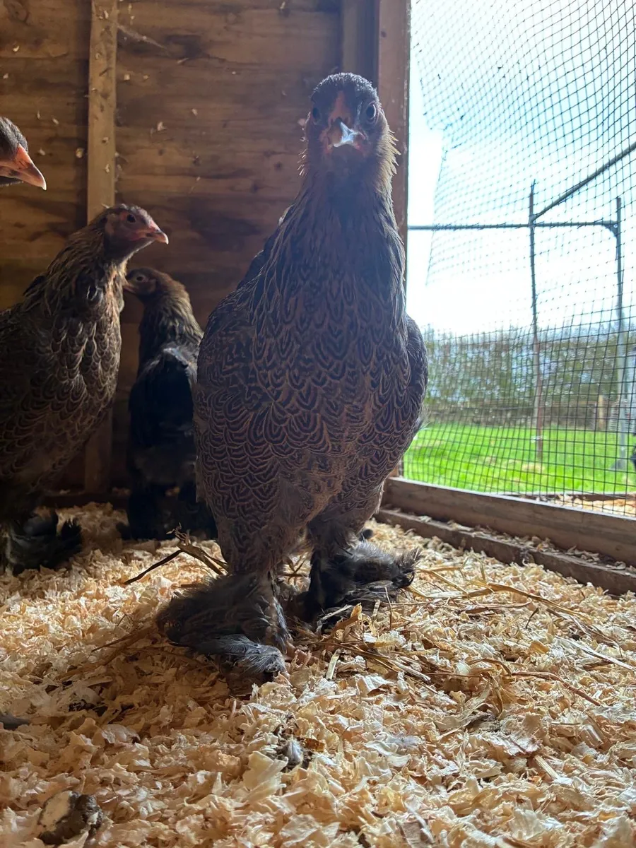 HATCHING EGGS Golden partridge bantam brahmas - Image 3