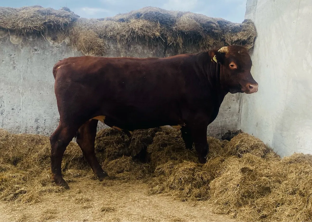 Dairy Shorthorn Bull - Image 2