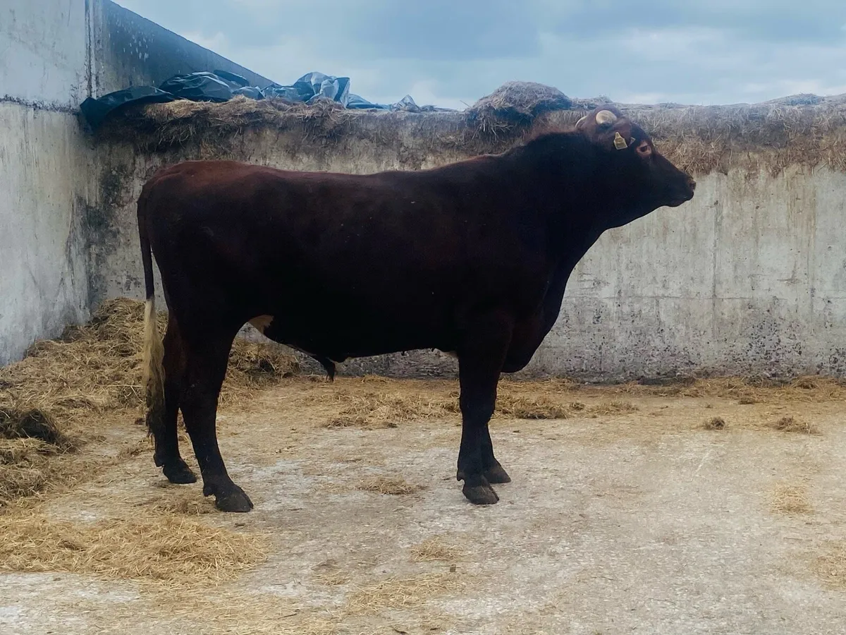 Dairy Shorthorn Bull - Image 3