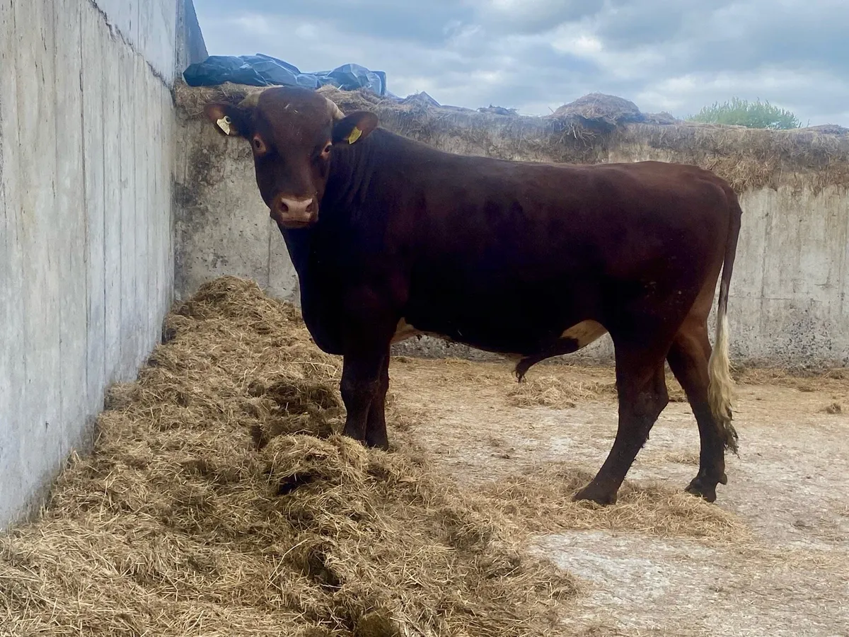 Dairy Shorthorn Bull - Image 4